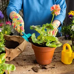 Ręce w kolorowych rękawiczkach sadzą pelargonię. Wokół piękne kwiaty, idealne, jakie kwiaty sadzić w maju.