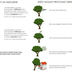Przepisy dotyczące przycinania drzew liściastych: kary za usunięcie ponad 30% korony, kiedy wolno przycinać drzewa.