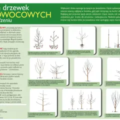 Ilustracje pokazują, kiedy można przycinać drzewa owocowe po posadzeniu, różne techniki cięcia jabłoni, grusz, śliw, wiśni i brzoskwiń.
