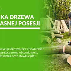 Mężczyzna w okularach i słuchawkach tnie piłą drzewo. Dowiedz się, od kiedy można wycinać drzewa na własnej posesji.