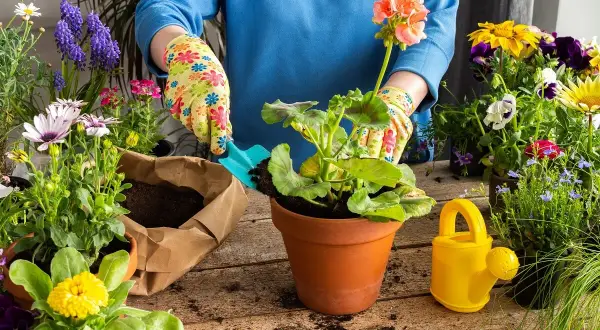 Ręce w kolorowych rękawiczkach sadzą pelargonię. Wokół piękne kwiaty, idealne, jakie kwiaty sadzić w maju.