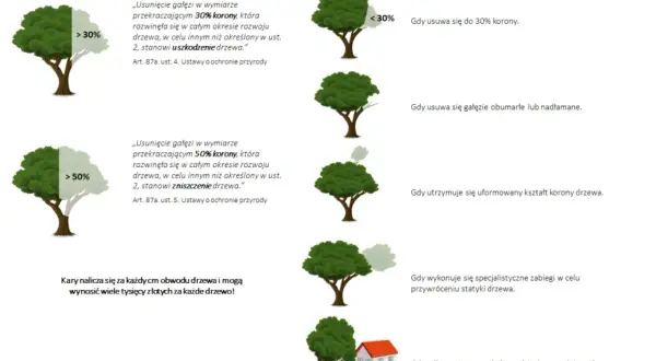 Przepisy dotyczące przycinania drzew liściastych: kary za usunięcie ponad 30% korony, kiedy wolno przycinać drzewa.