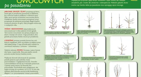Ilustracje pokazują, kiedy można przycinać drzewa owocowe po posadzeniu, różne techniki cięcia jabłoni, grusz, śliw, wiśni i brzoskwiń.