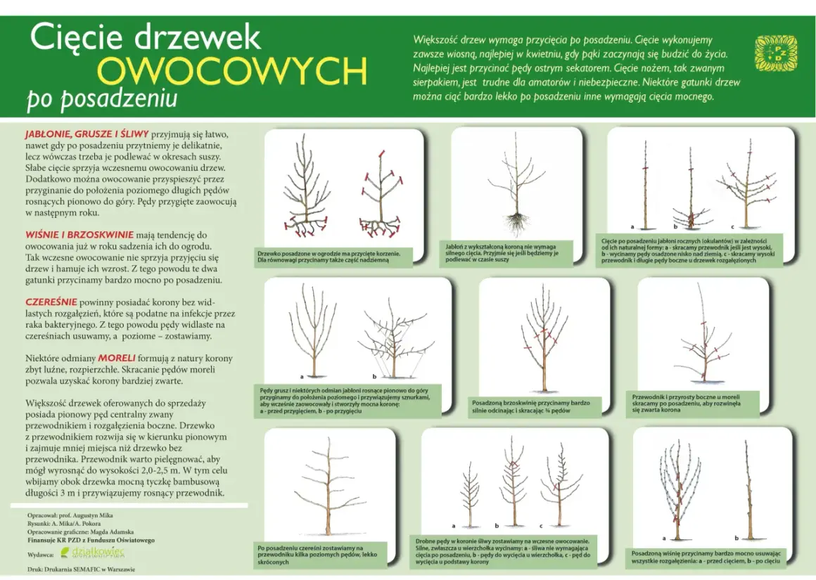 Ilustracje pokazują, kiedy można przycinać drzewa owocowe po posadzeniu, różne techniki cięcia jabłoni, grusz, śliw, wiśni i brzoskwiń.