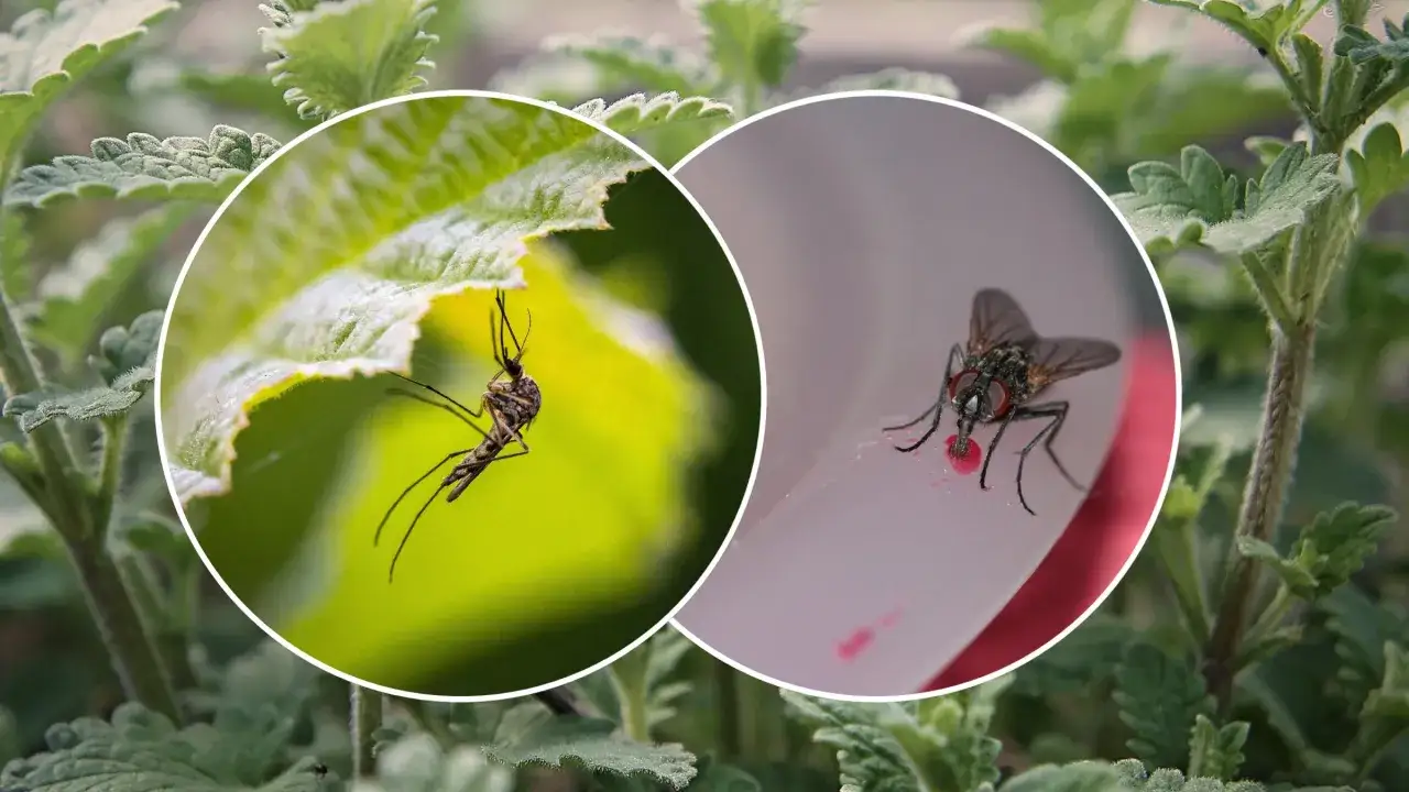 Rośliny odstraszające komary i muchy: Naturalna ochrona Twojego domu