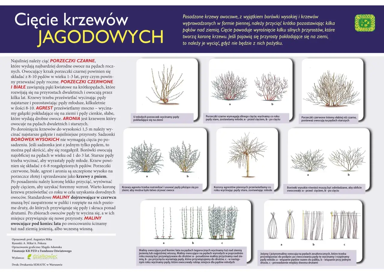 Kiedy można przycinać drzewa owocowe? Poradnik o cięciu krzewów jagodowych, porzeczek, agrestu, borówek i malin.