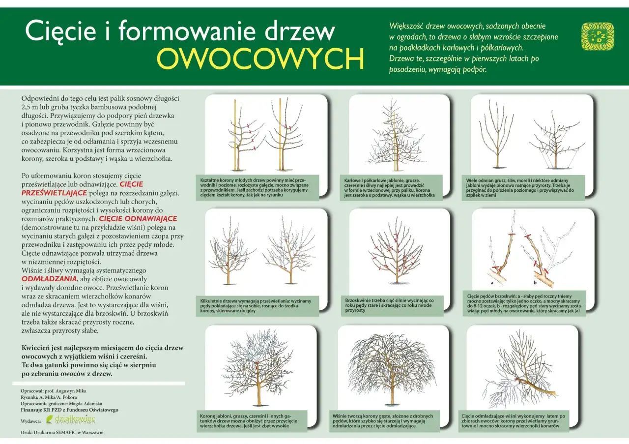 Ilustracje pokazują przycinanie drzew liściastych, różne techniki i efekty cięcia, zgodnie z przepisami.