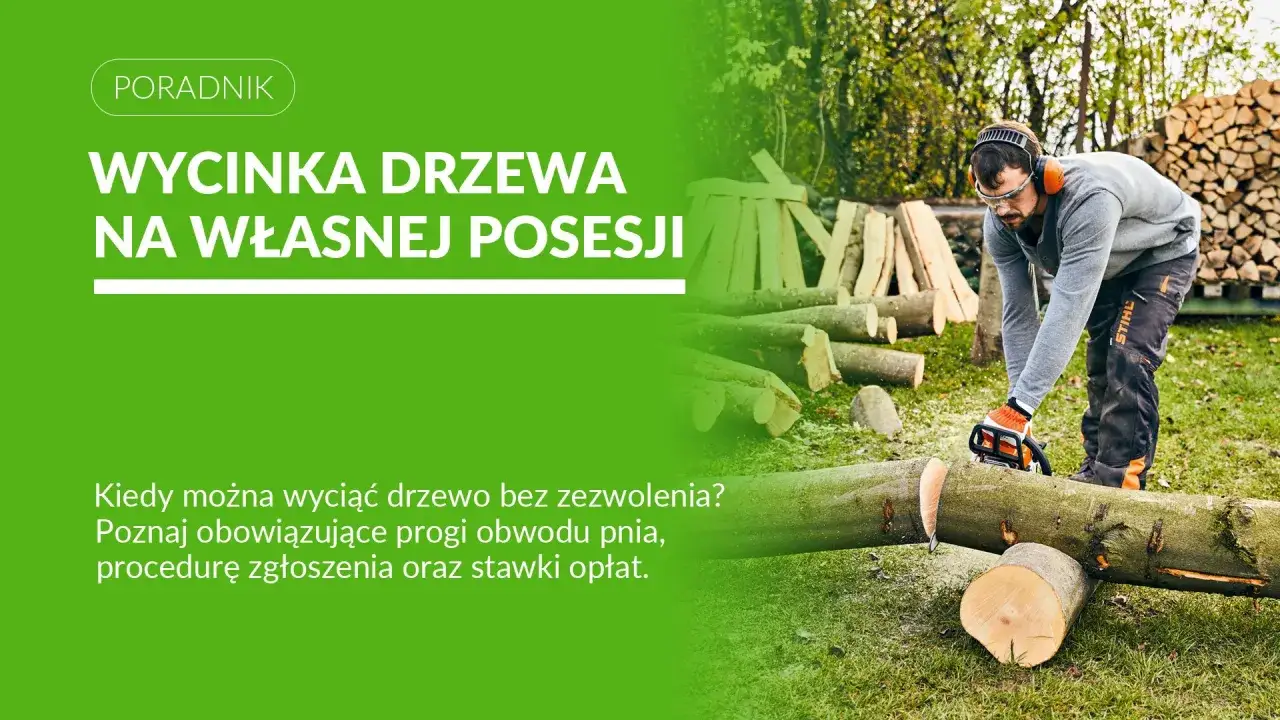Mężczyzna z piłą łańcuchową ścina drzewo. Dowiedz się, do jakiej średnicy można wyciąć drzewo bez zezwolenia.