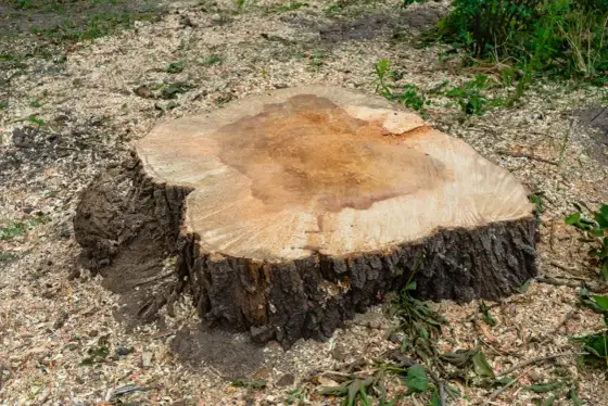 Jak usunąć pień drzewa? Frezowanie, koszty, wynajem i porady