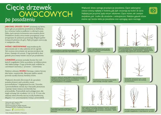 Kiedy przycinać drzewa owocowe? Poradnik krok po kroku