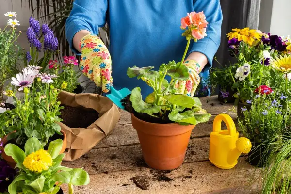 Ręce w kolorowych rękawiczkach sadzą pelargonię. Wokół piękne kwiaty, idealne, jakie kwiaty sadzić w maju.