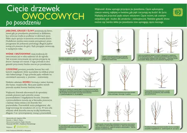 Ilustracje pokazują, kiedy można przycinać drzewa owocowe po posadzeniu, różne techniki cięcia jabłoni, grusz, śliw, wiśni i brzoskwiń.